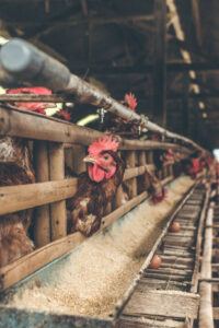 factory farmed chickens